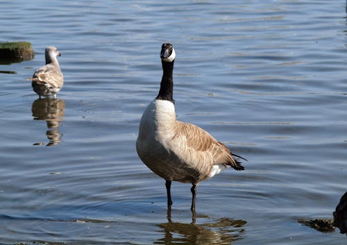 A Canadian Goose on Shallow Waters