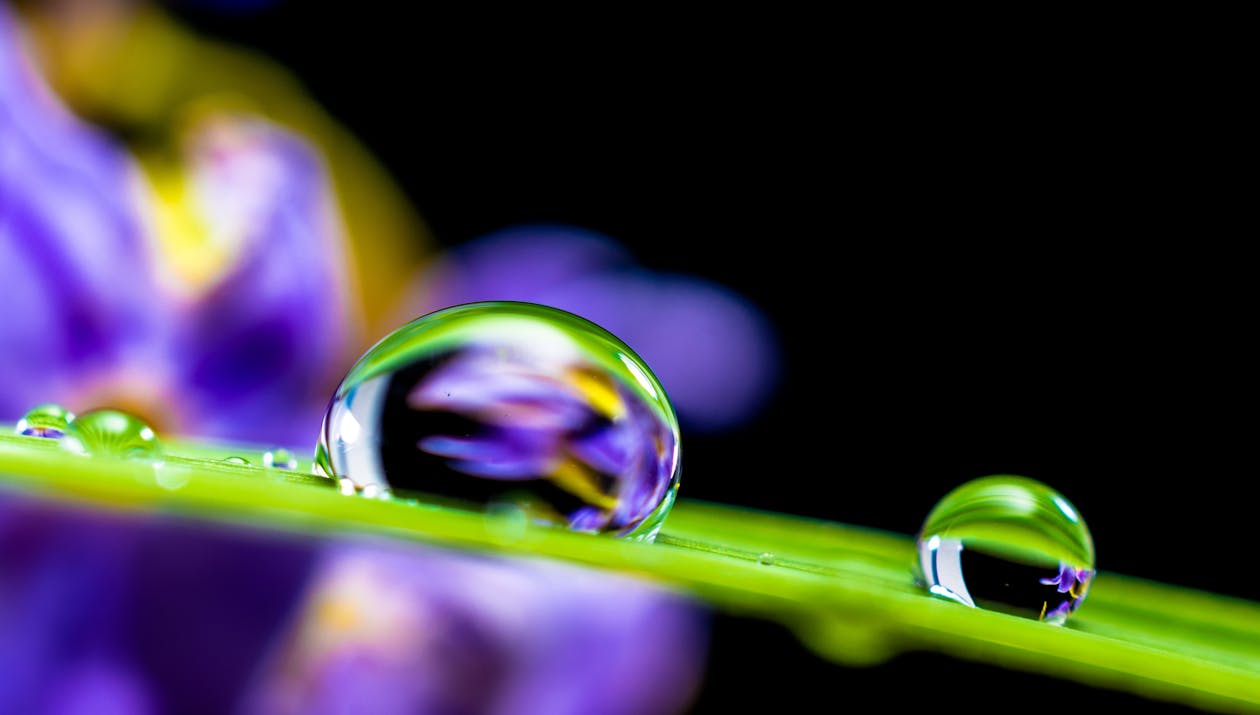 Close Up Foto Van Dauwdruppels Op Groen Blad