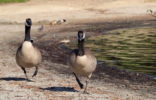 Free Close-up Photo of Geese walking Together  Stock Photo