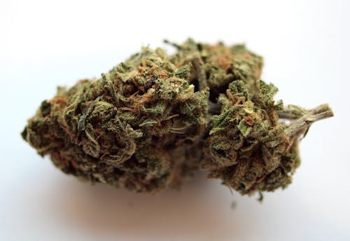 Gratis Fotos de stock gratuitas de canabis, cultivo de cannabis, de cerca Foto de stock
