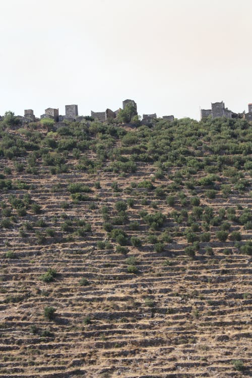 Photos gratuites de arbres, grèce, mani