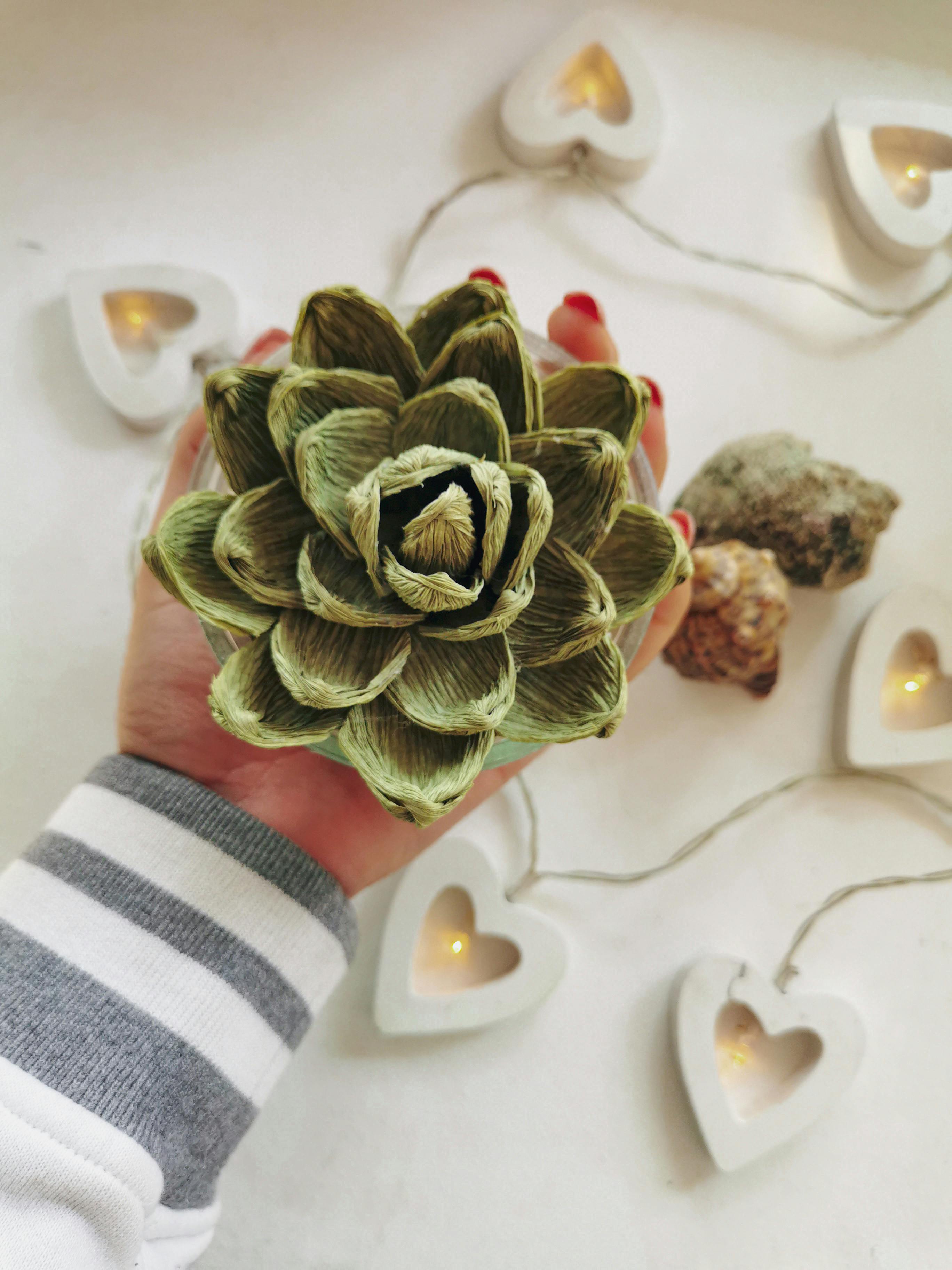 person holding a dried succulent