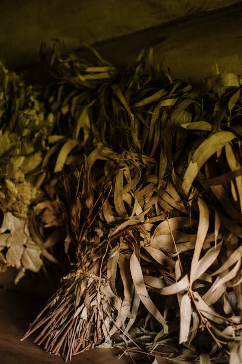 Darmowe zdjęcie z galerii z krzak, rośliny, suszone liście