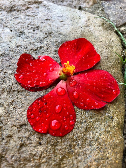 Free stock photo of after the rain, beautiful flower, beautiful nature Stock Photo