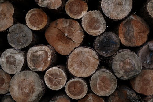 Free Pile of Wooden Logs Stock Photo
