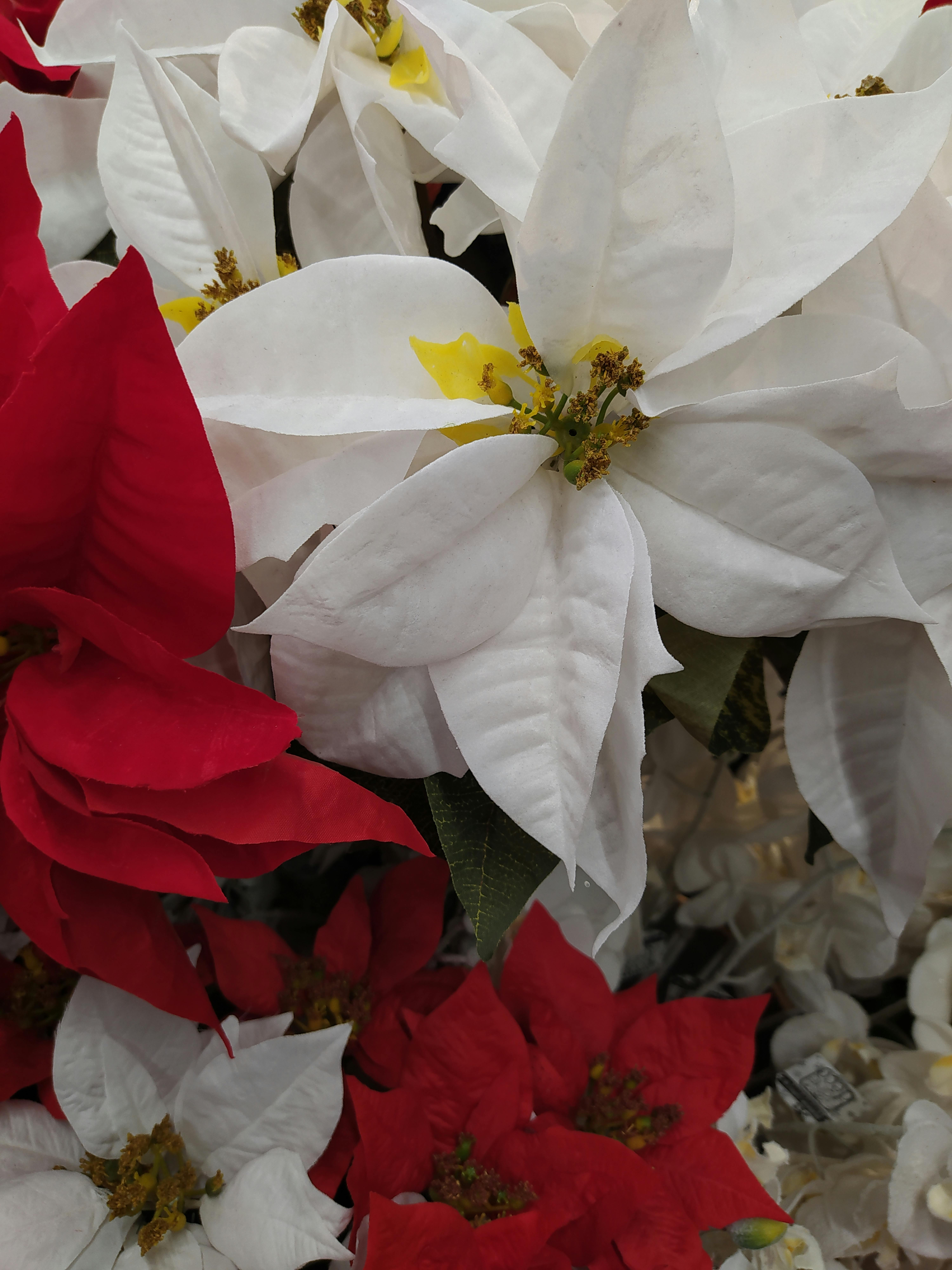 Crowd cheering at a live wrestling event