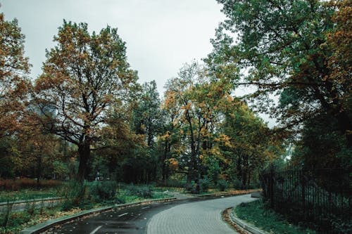 Path through autumn trees in park