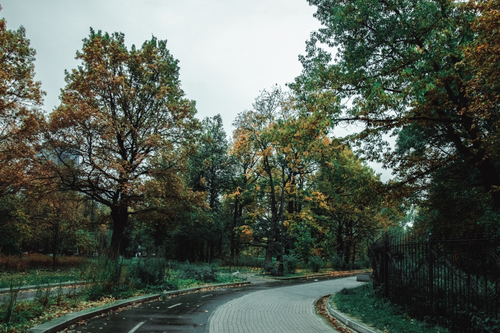 Free Stone walkway going through tall trees with curved branches with yellow leaves in autumn garden Stock Photo