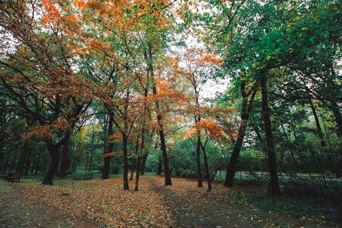 Trees with long branches covered with yellow foliage growing in park in autumn day