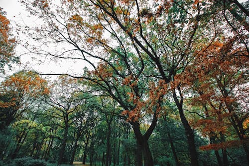 Foto stok gratis bidikan sudut sempit, cabang pohon, daun gugur