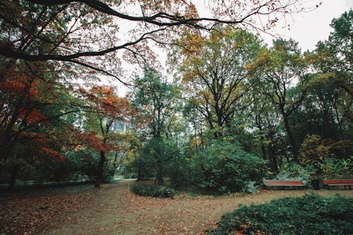 Scenery of footpath covered dry fallen foliage in autumn park with green and yellow trees