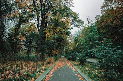 Path through green trees and fallen leaves