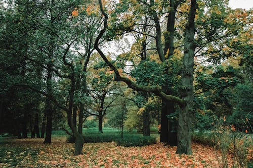 Scenery of green trees and bushes growing among fallen dry foliage in autumn park