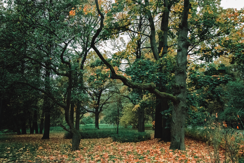 Free Scenery of green trees and bushes growing among fallen dry foliage in autumn park Stock Photo