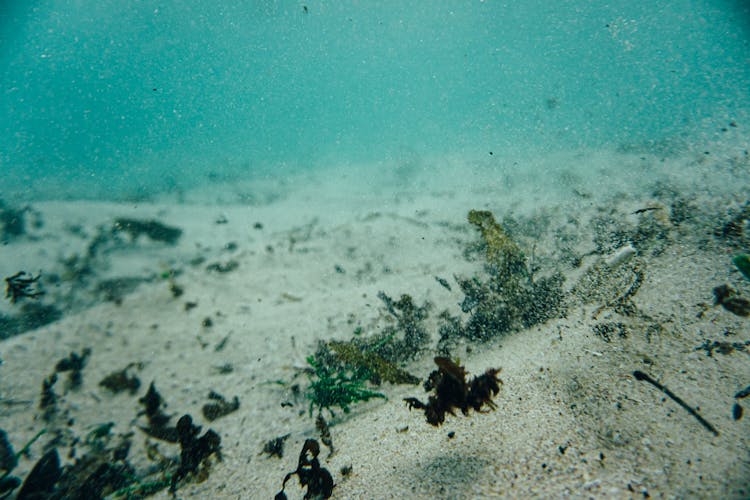 Small Underwater Seaweed In Sea With Sand Bottom