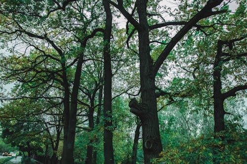 Low angle of tall branched trees with lush green leaves growing in park near roadway