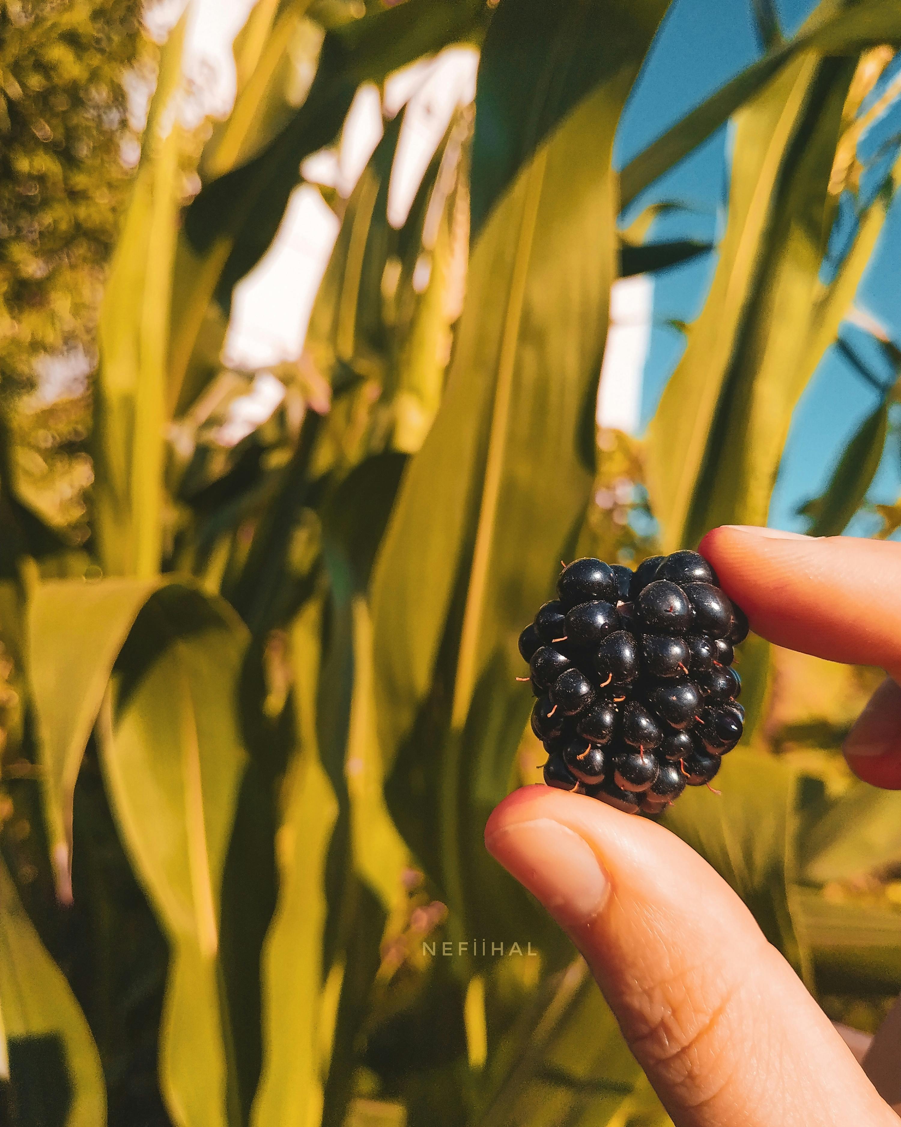 Champion in a wrestling ring holding a title belt above their head