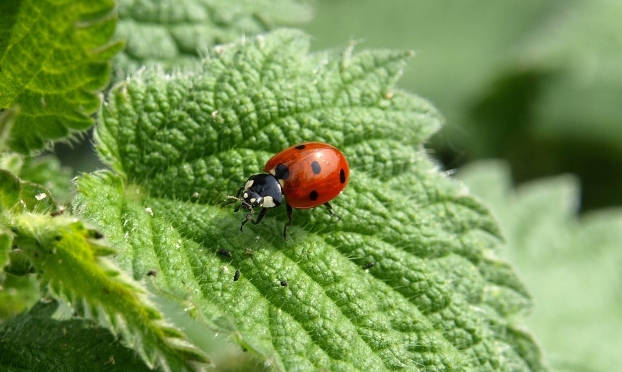 Free Ladybug Insect Stock Photo