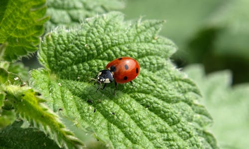 Imagine de stoc gratuită din animal, automobil beetle, buburuză