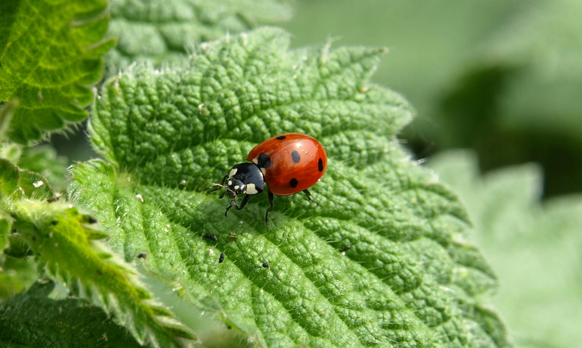 Ladybug Insect