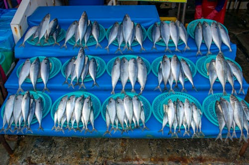 Foto profissional grátis de demonstrado, estábulo, mercado de peixes