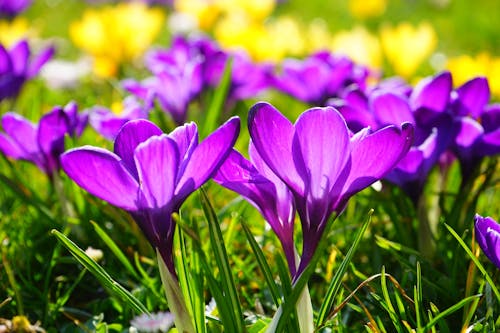 Imagine de stoc gratuită din arc, brândușă, floare de primăvară