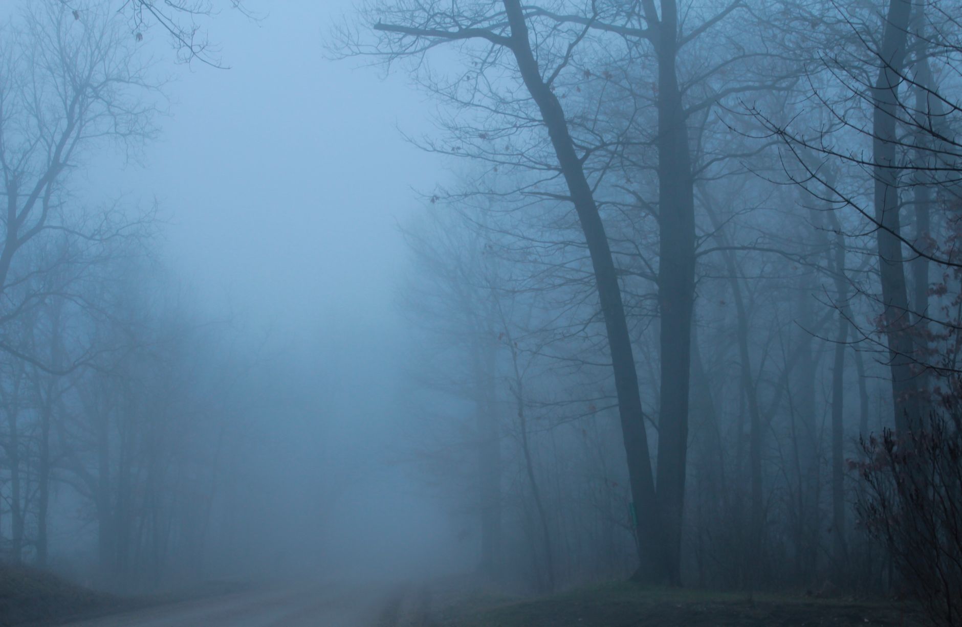 A mysterious fog envelops a forest of bare trees, creating an eerie and misty ambiance.