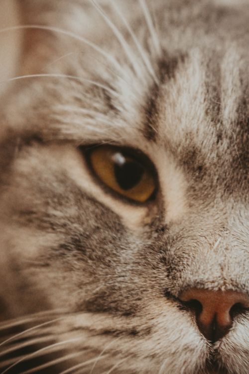 Free Adorable close-up of a domestic cat's face, highlighting its eye and whiskers. Stock Photo