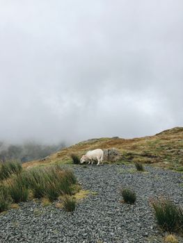 在威尔士格温内德的迷雾风景中，一只孤独的羊正在吃草