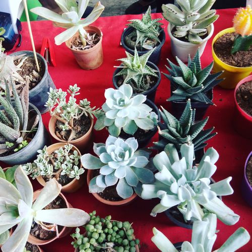 Free stock photo of cactus, cactus plant Stock Photo