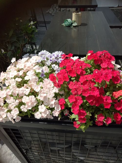 Free stock photo of bed of flowers, bunch of flowers Stock Photo