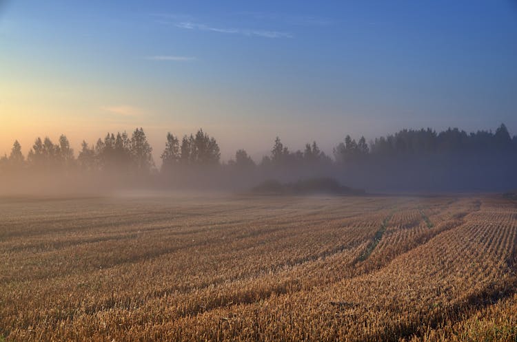 Silhouette Of Trees On Cornfield 