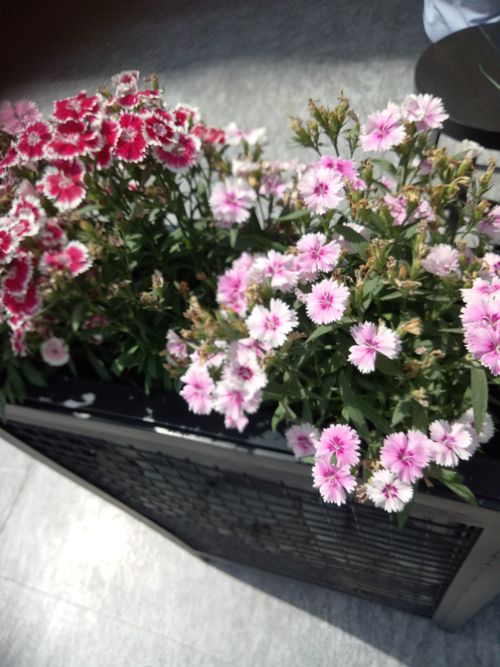 Free stock photo of blooming flowers Stock Photo