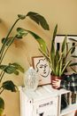 Green Plant on White Ceramic Vase