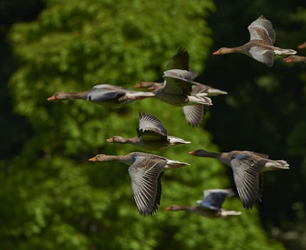 在白天拍摄的画面中，一群鹅在郁郁葱葱的绿树背景下排成队形飞翔