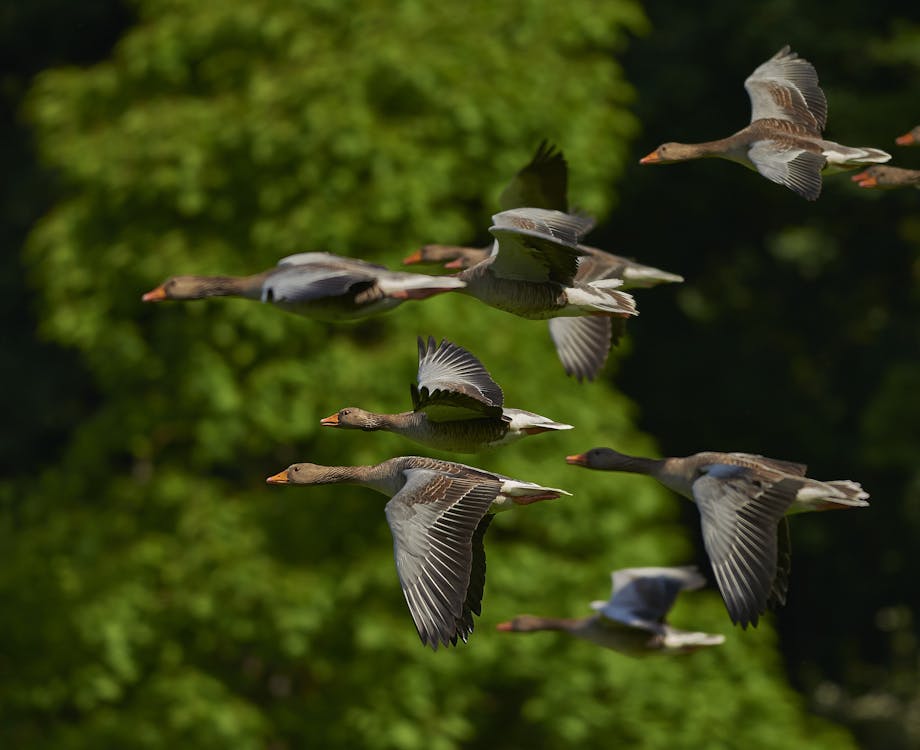 Free Flock of Geese ion Tilt-Shift Lens  Stock Photo