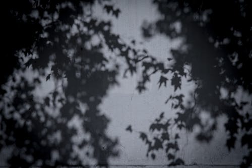 Foto d'estoc gratuïta de arbres, blanc i negre, fotografia en escala de grisos