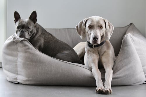 Dogs Lying in a Pet Bed