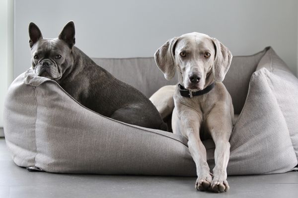 Two dogs sharing a large padded bed