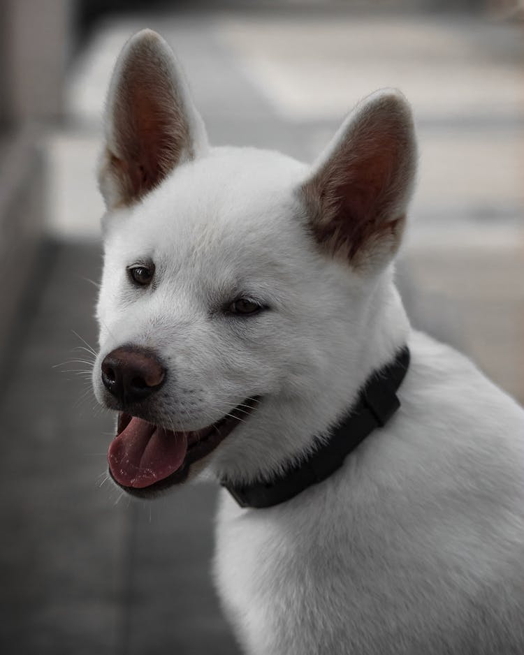 Head Of Eskimo Dog