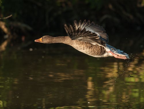 Ücretsiz Su Kütlesinin üzerinde Uçan Siyah Beyaz Tüylü ördek Stok Fotoğraflar
