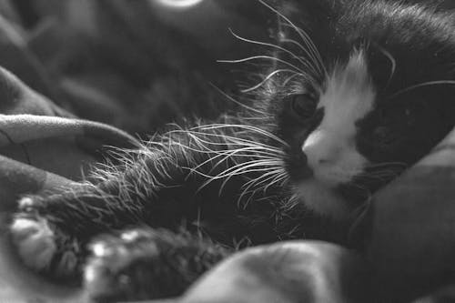 Fotobanka s bezplatnými fotkami na tému baeutiful oči, čierna mačka, čierne mačiatko