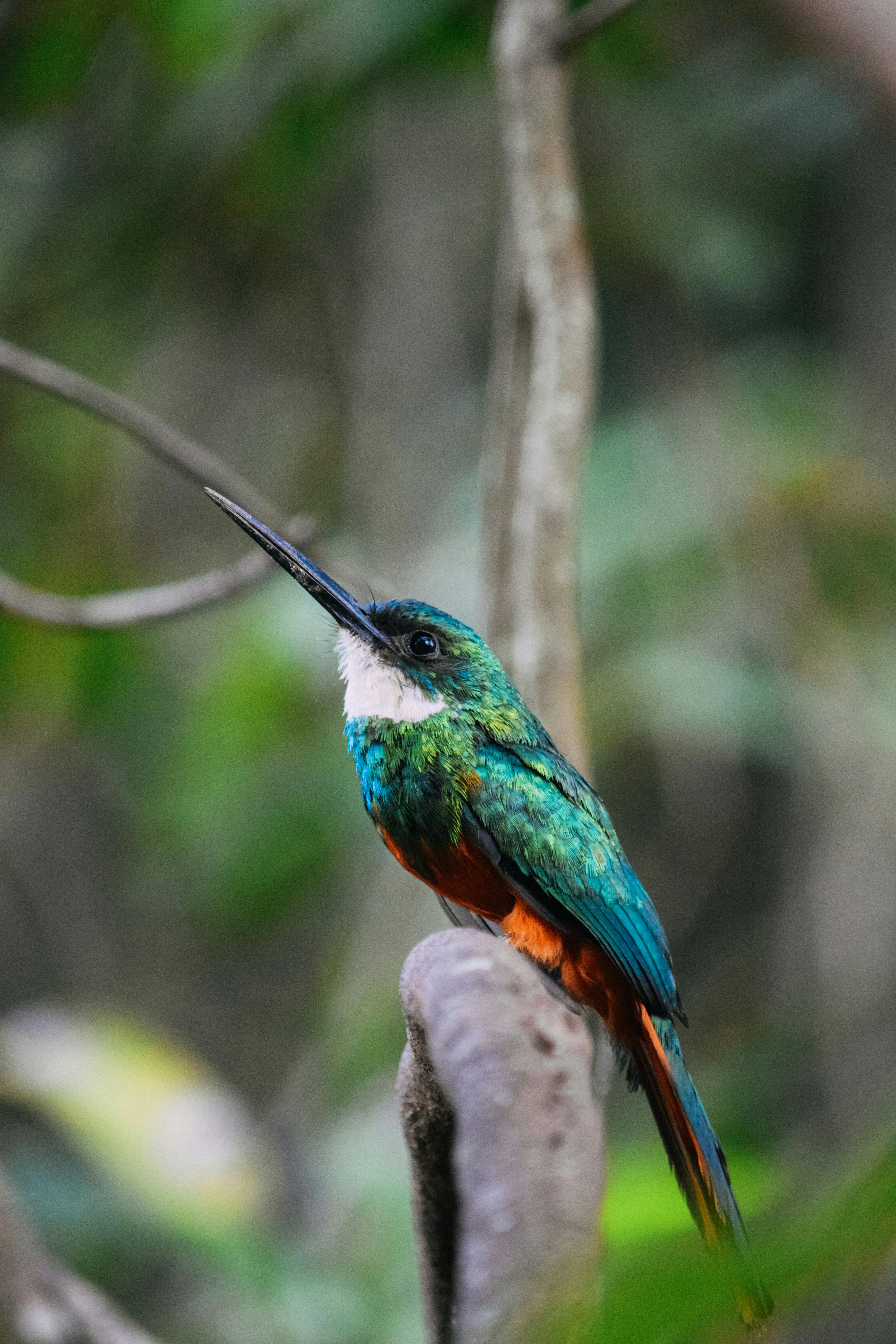 What creatures are on Fjordur?