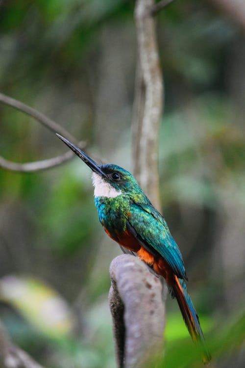 Side view of graceful green tailed jacamar bird with long beak sitting on tree branch in tropical forest