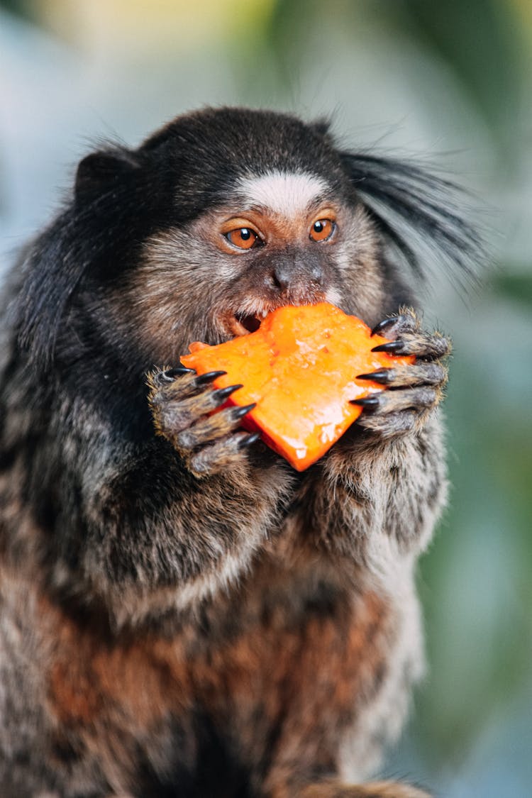 Hairy Callithrix Penicillata Monkey Eating Fruit In Forest