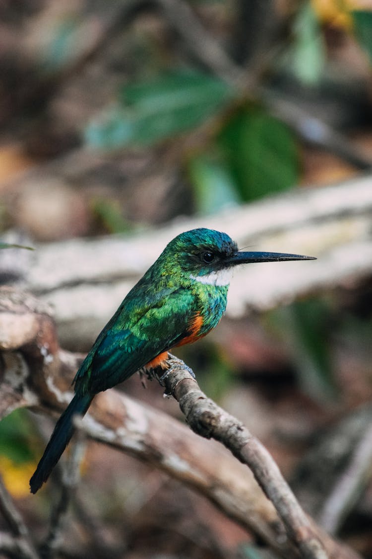 Tropical Jacamar Bird Sitting On Tree Branch In Woods