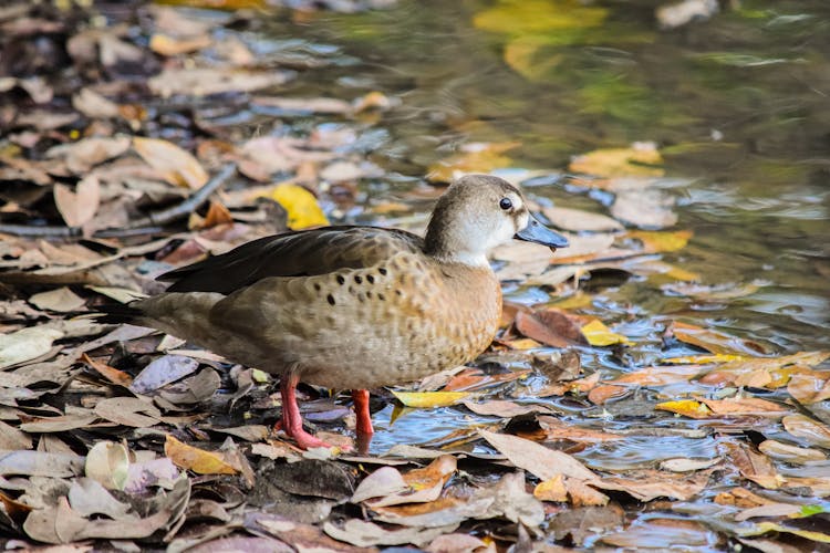 Adorable Duck Standing On Lake Shore In Autumn Forest