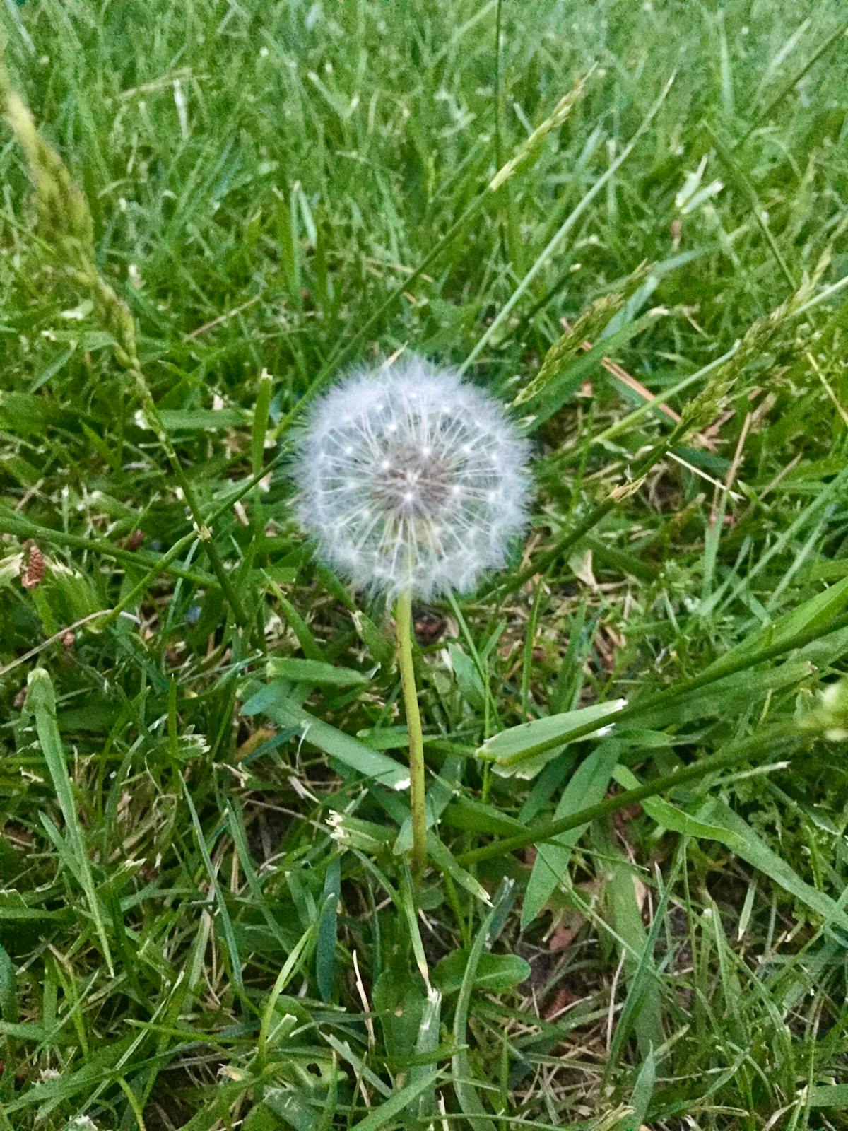 Creator using AI tools and multiple devices to produce social media content