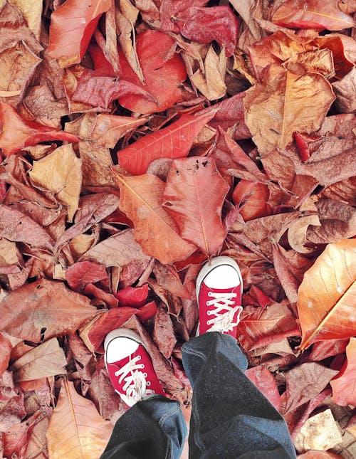 High-Angle Shot of a Person in Red Converse Standing on Brown Dry Leaves