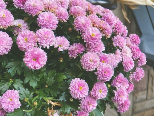 Close-Up Photo of Blooming Pink Chrysanthemum Flowers